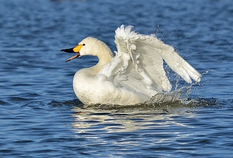 January 2019 - Bewick's Swan - Photos of the month