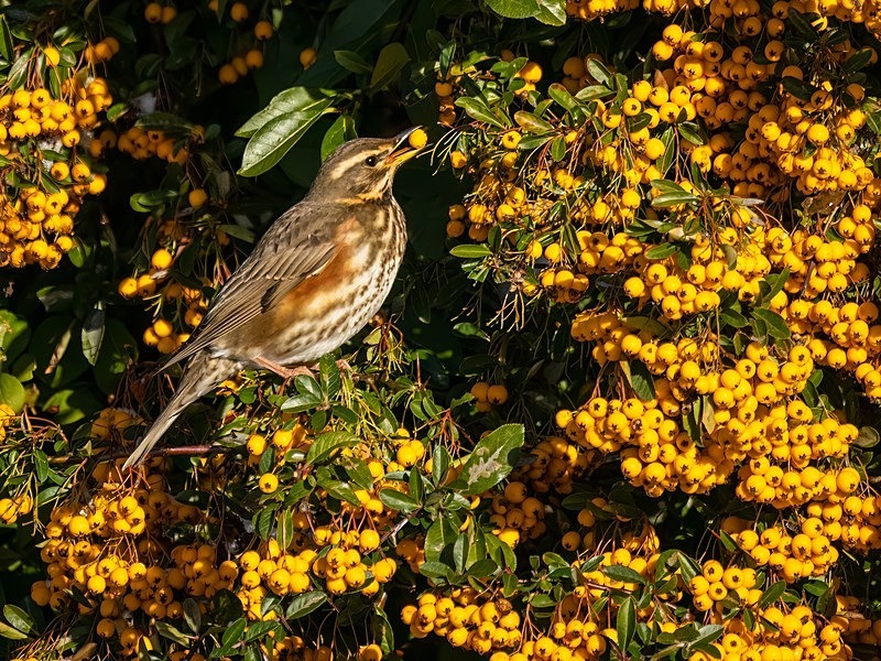 Redwing - Thrushes