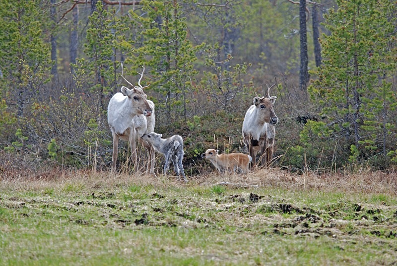 Reindeer - North Finland and north Norway - May and June 2009
