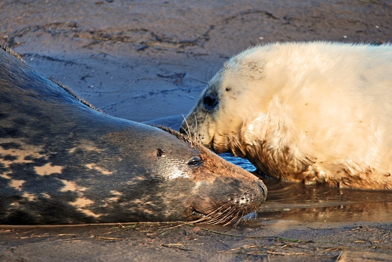 Atlantic Grey Seal - Atlantic Grey Seals