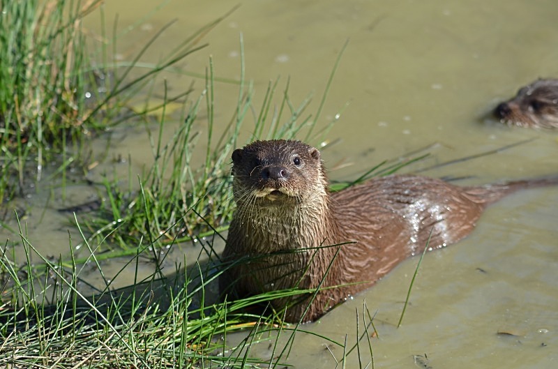 Otter - Otter