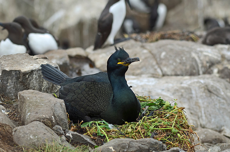 Shag - Cormorants and Shags