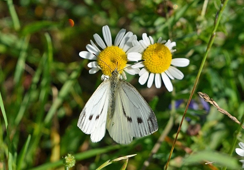 Small White - Butterflies