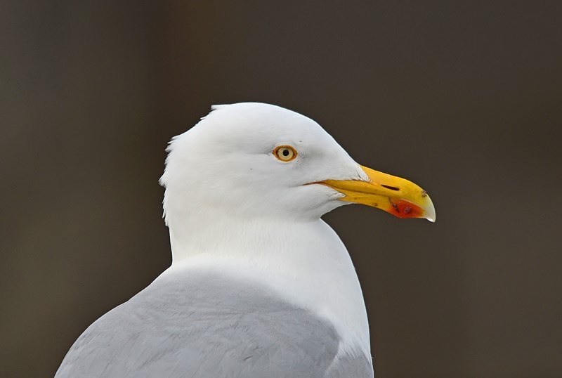 Herring Gull - Gulls