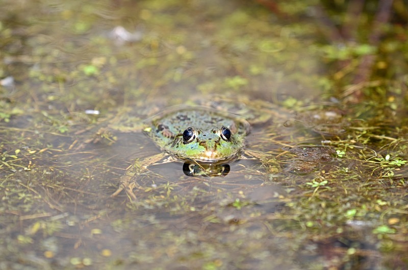 Marsh Frog - Frogs and toads
