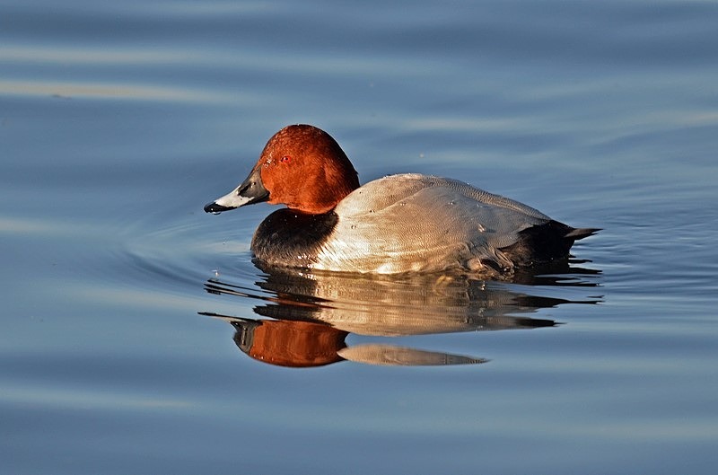 Common Pochard - Diving ducks