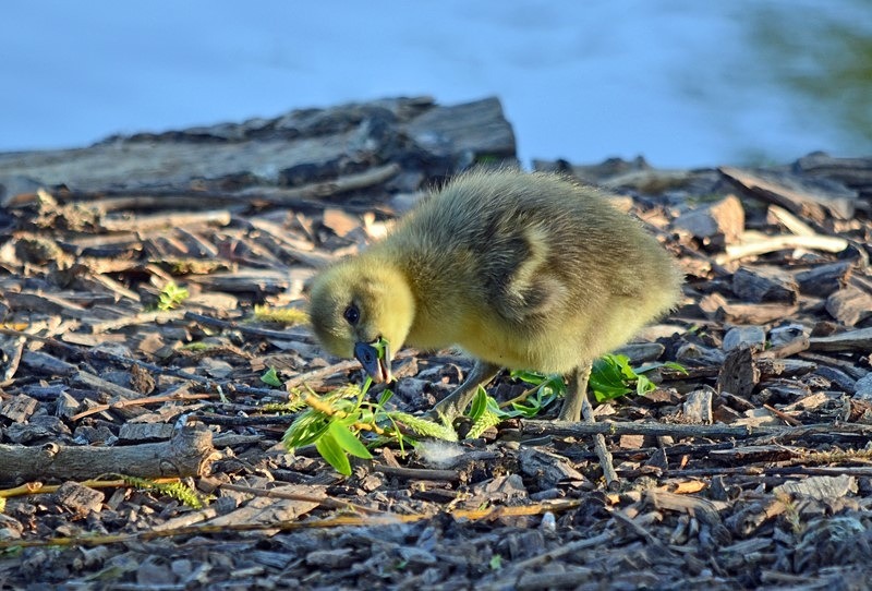 Greylag Goose gosling - Grey geese