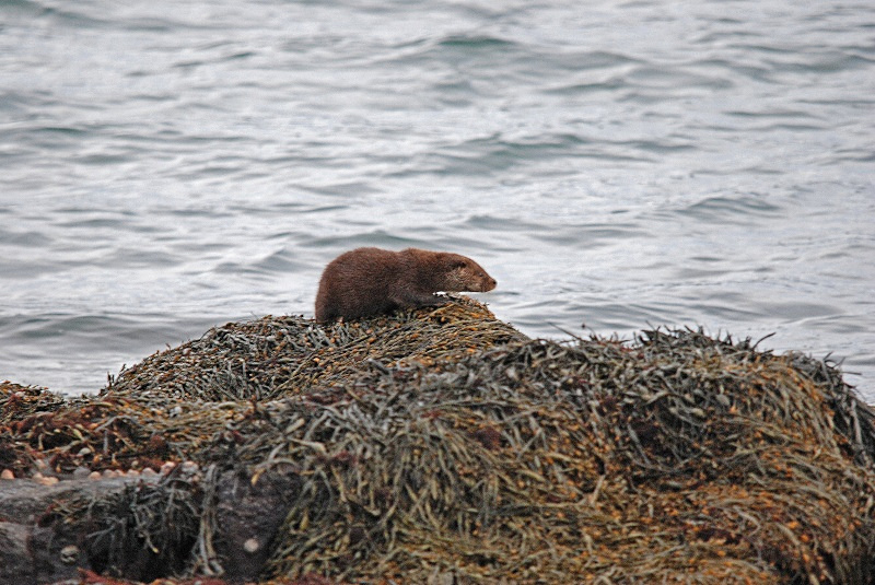 Otter - Otters