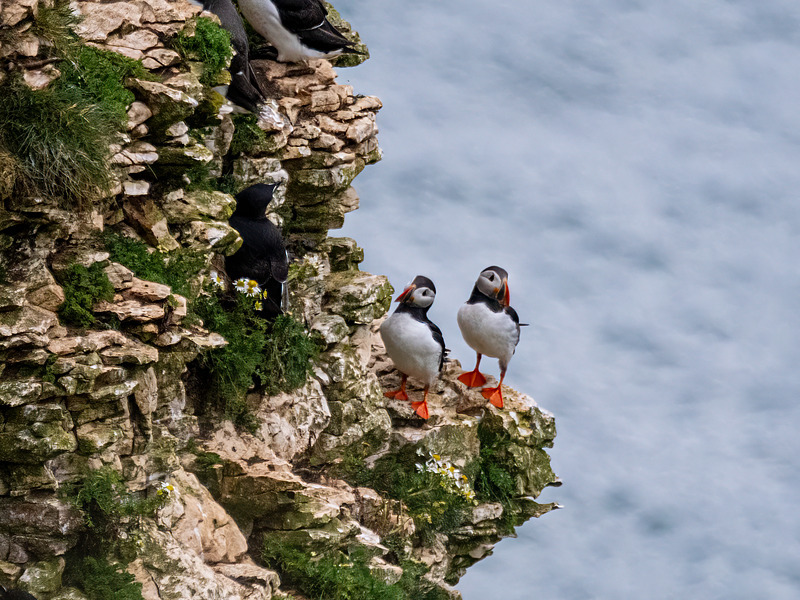 Puffins - Latest photos
