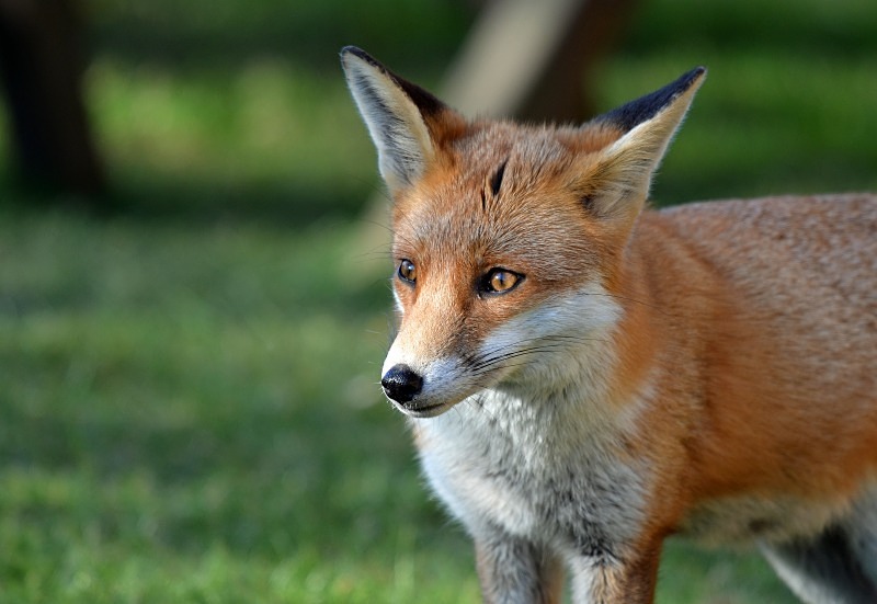 Red Fox - Red Foxes