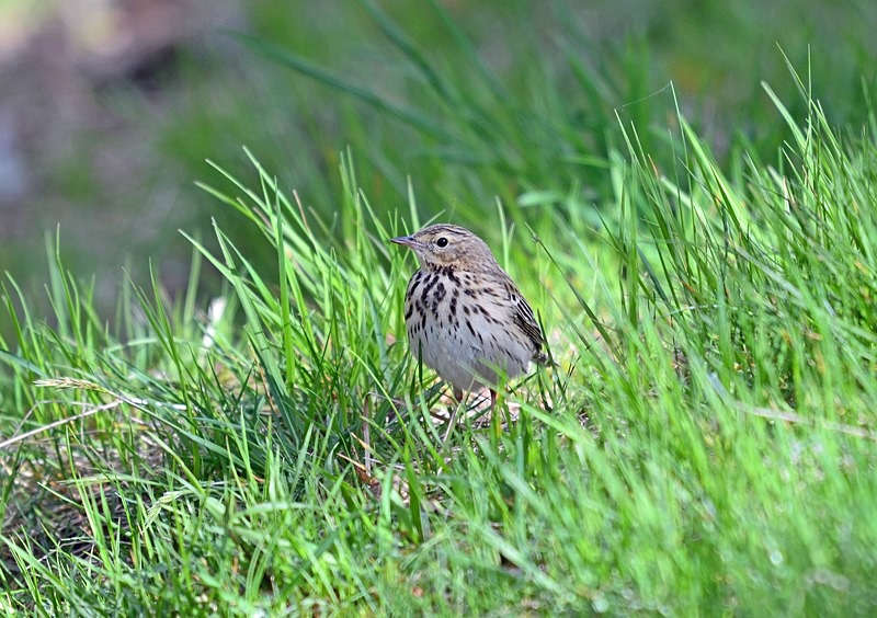 Tree Pipit - Pipits