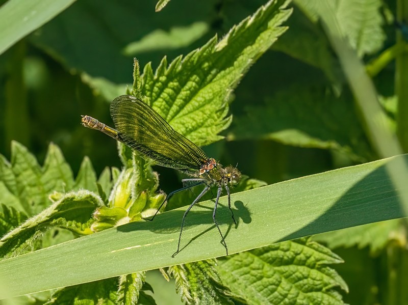 Banded Demoiselle - Dragonflies and damselflies
