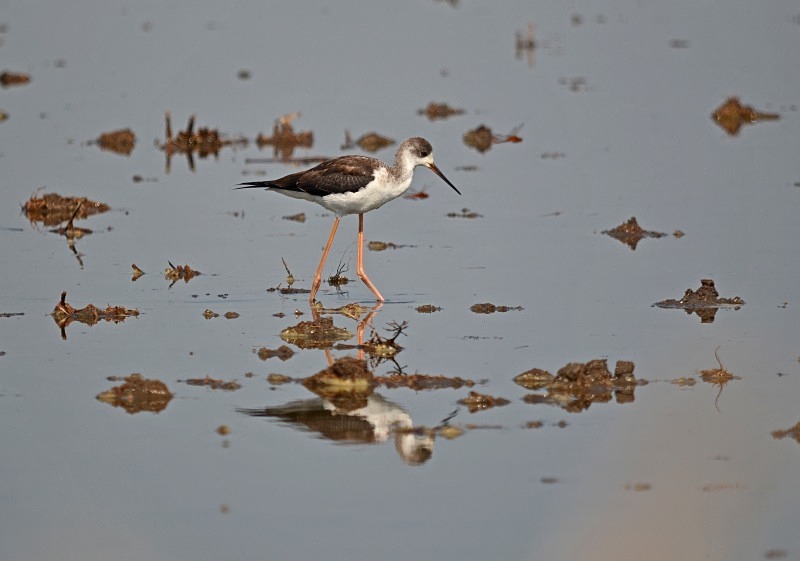 Black-winged Stilt - South Spain - September 2013