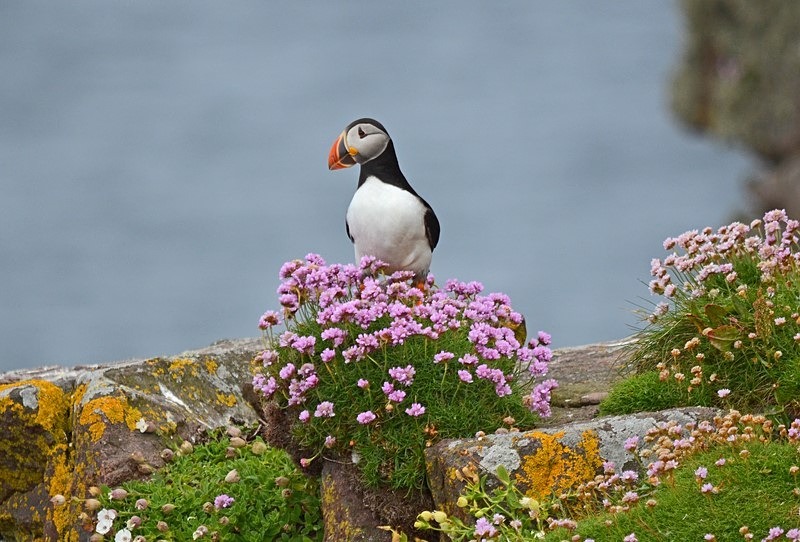Puffin - Puffins
