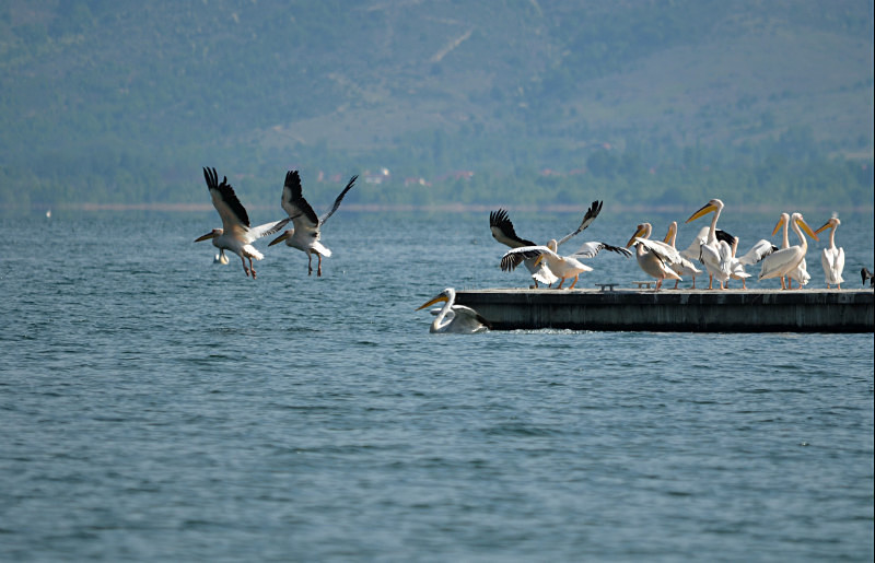 White Pelicans - West Macedonia