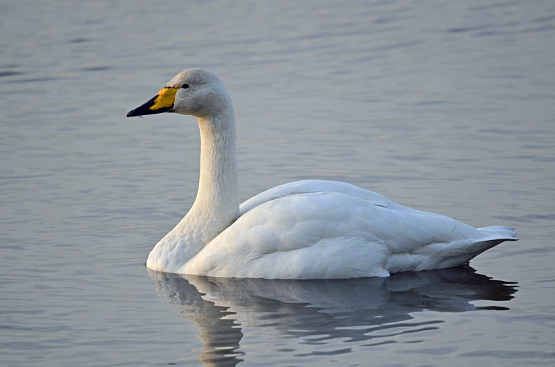 Whooper Swan - Whooper and Bewick's Swans
