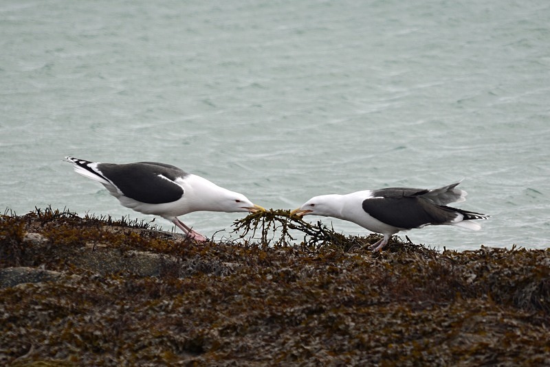 Great Black-backed Gulls - North Norway - March 2012