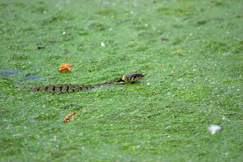 Grass Snake - Snakes