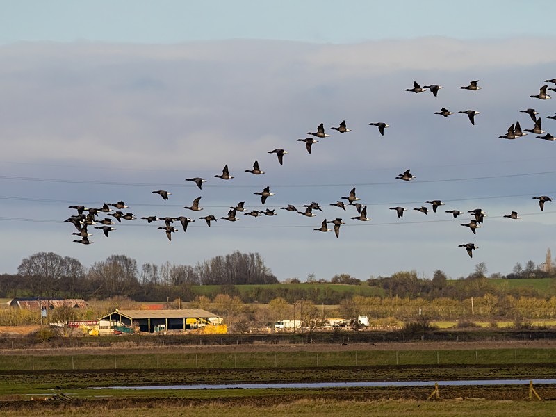 Dark-bellied Brent Geese - Black geese