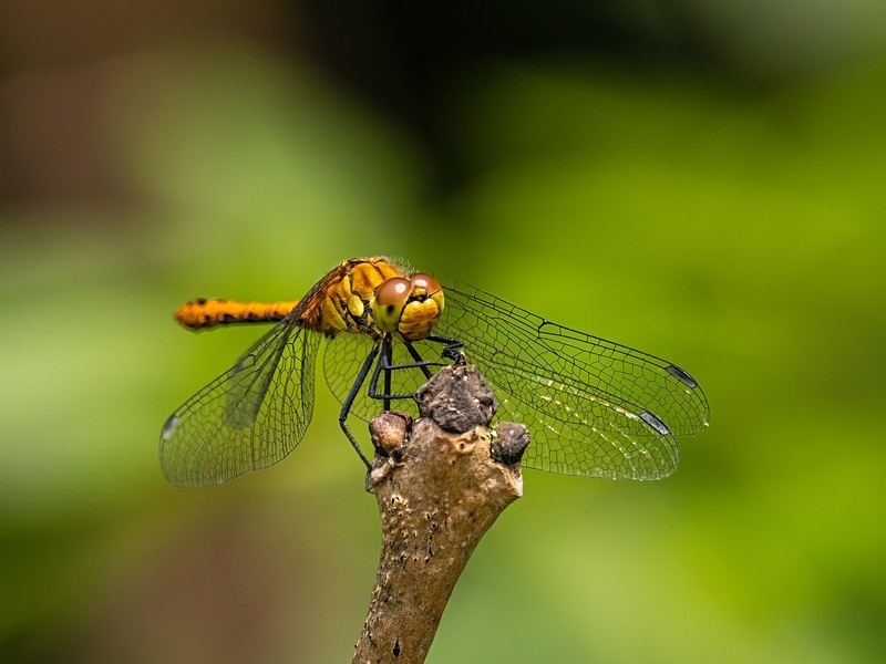 Ruddy Darter - Dragonflies and damselflies