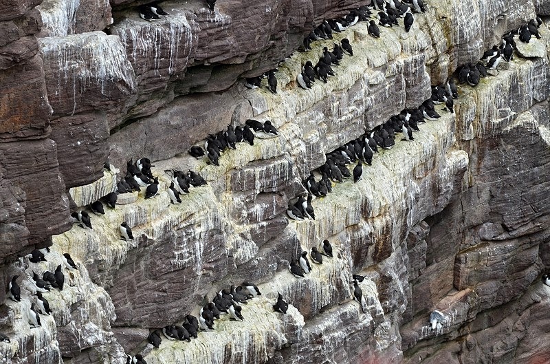 Common Guillemots - Auks