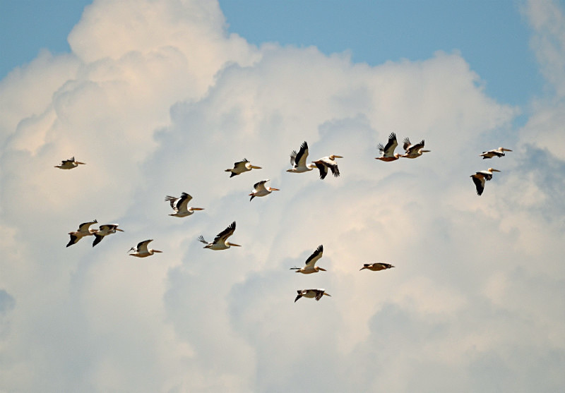 White Pelicans - East Macedonia and Thrace