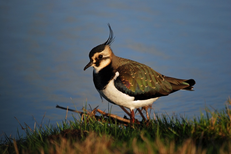 Lapwing - Plovers