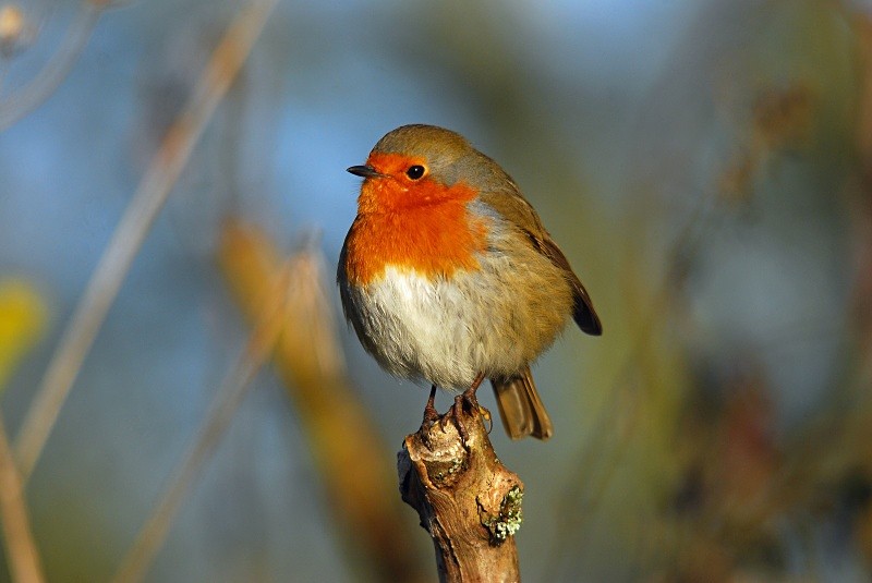 Robin - Robins
