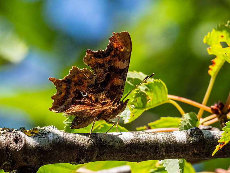 Comma - Latest photos