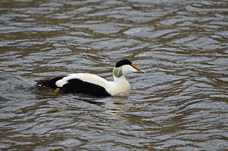 Eider - North east Iceland