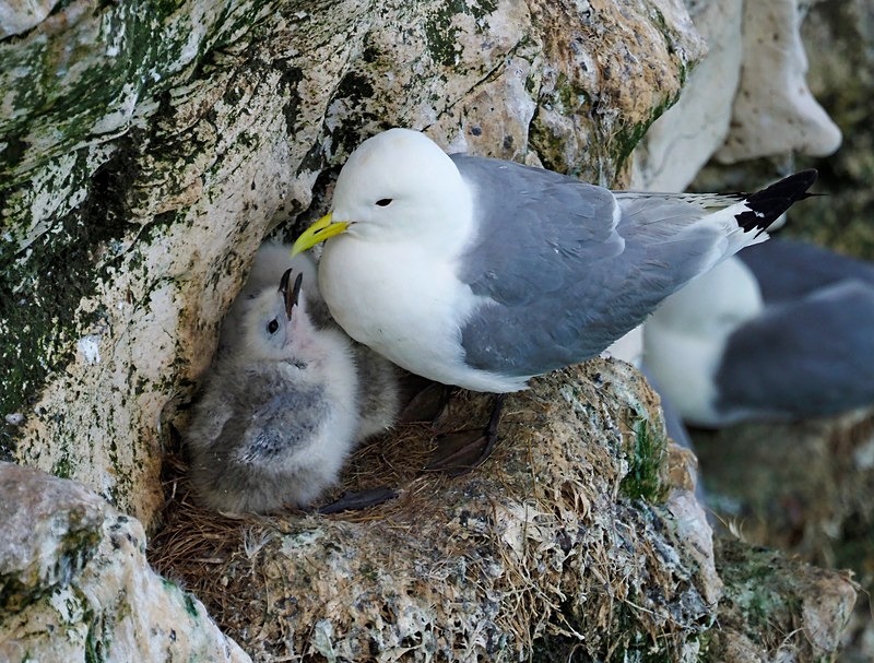 Kittiwakes - Gulls