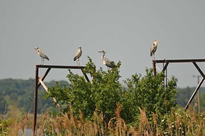 Grey Herons - Hungary