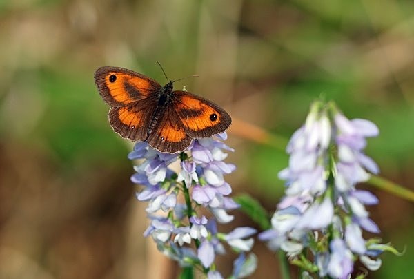 Gatekeeper - Butterflies
