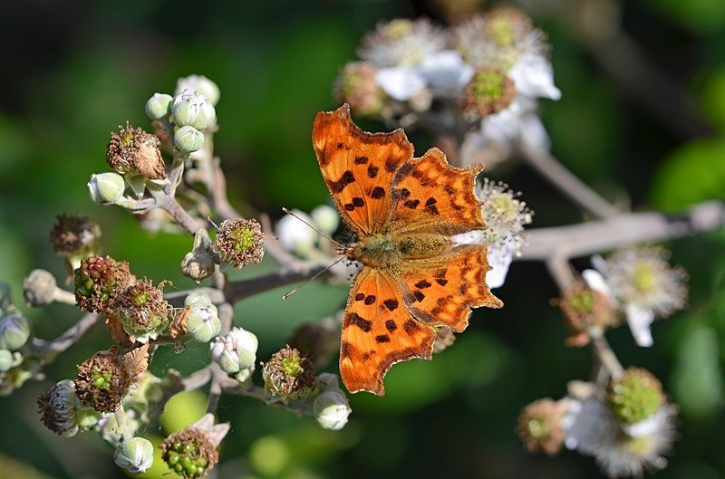 Comma - Butterflies