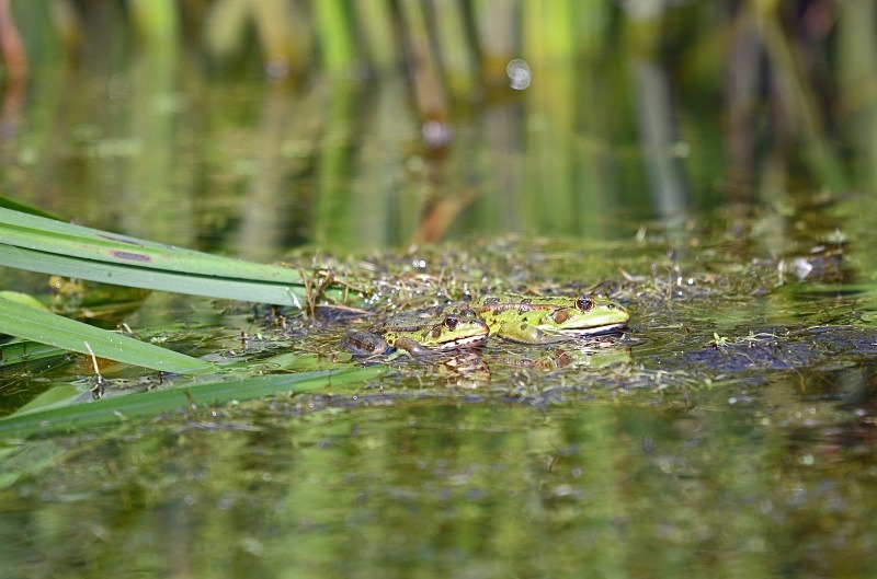 Marsh Frogs - Frogs and toads