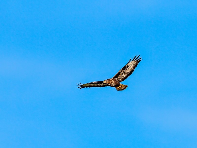 Common Buzzard - Birds of prey