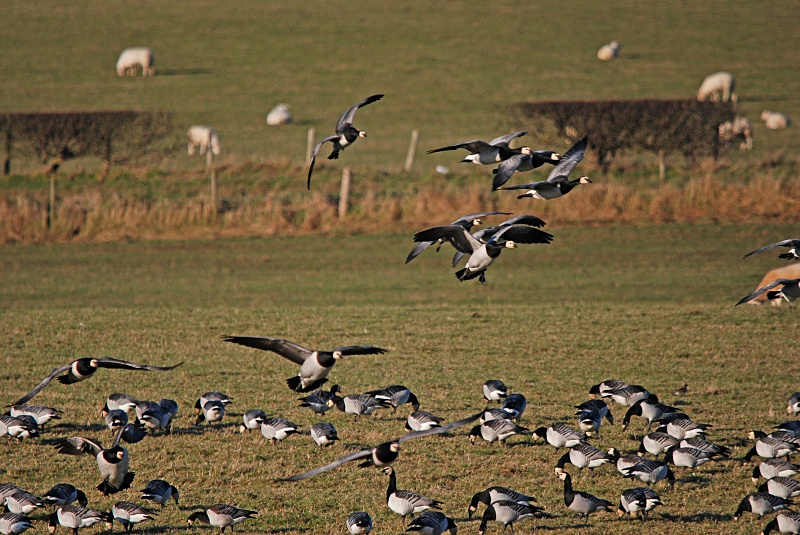 Barnacle Geese - Black geese