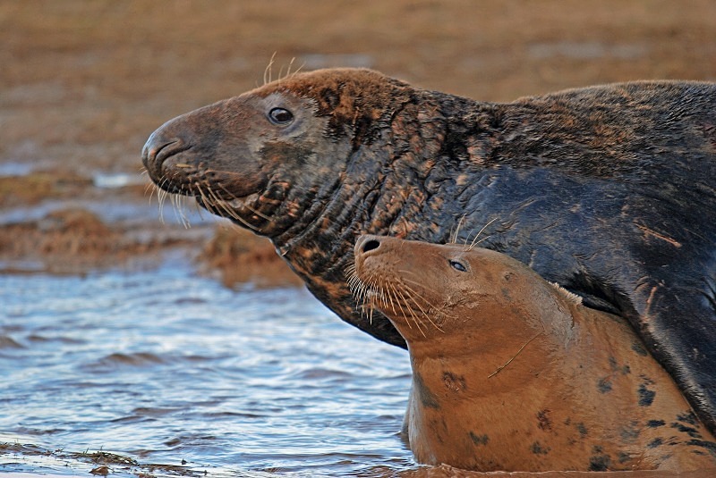 Atlantic Grey Seal - Atlantic Grey Seals