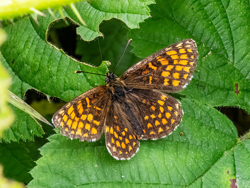 Heath Fritillary - Latest photos