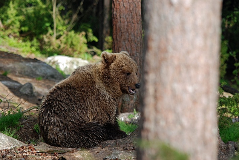 Brown Bear - North Finland and north Norway - May and June 2009