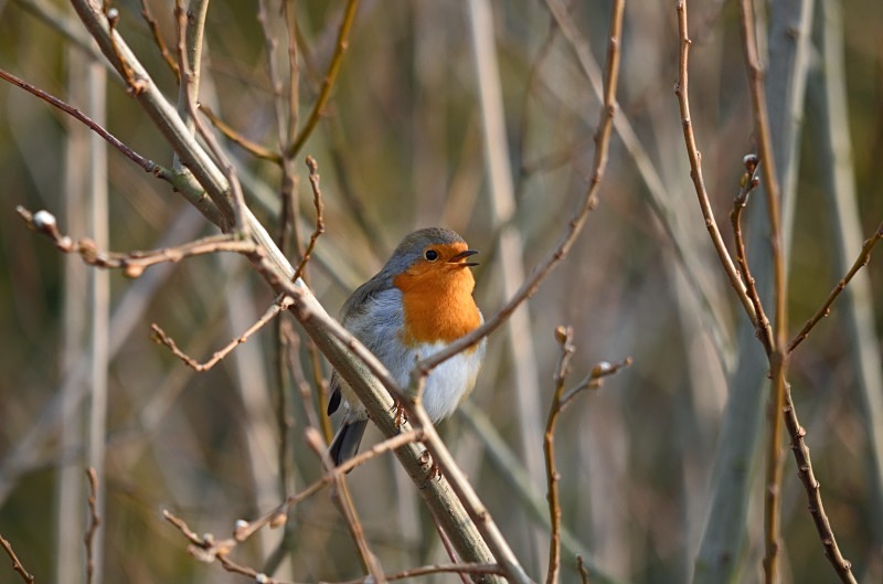 Robin - Robins