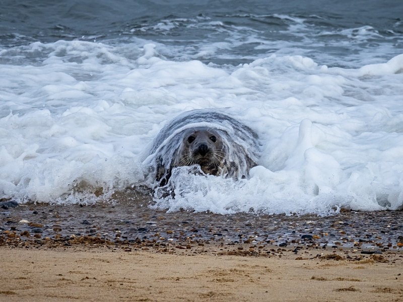 Atlantic Grey Seal - Atlantic Grey Seals