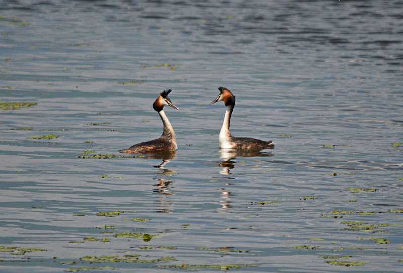 Great Crested Grebes - Central Macedonia