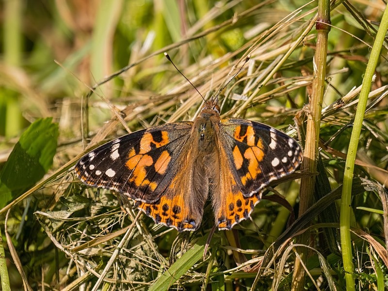 Painted Lady - Butterflies