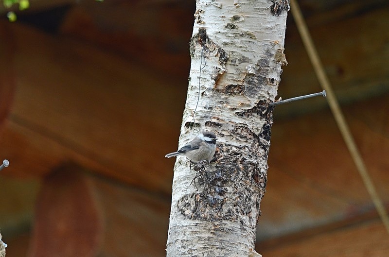 Siberian Tit - North Finland - part 1