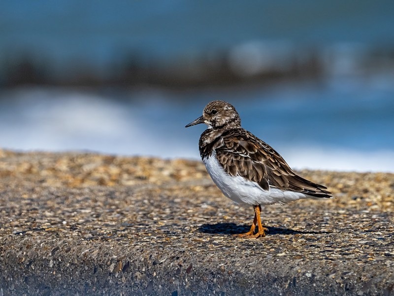 Turnstone - Sandpipers