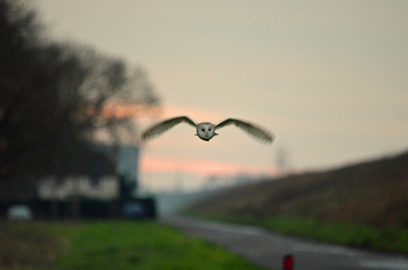 Barn Owl - Owls