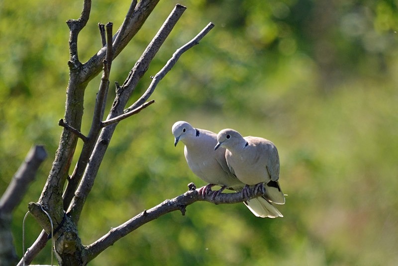 Collared Doves - Pigeons and doves