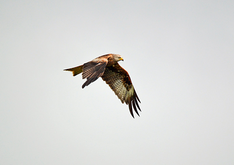 Red Kite - Birds of prey