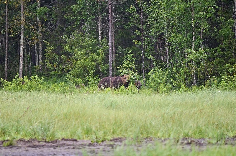 Brown Bear - North Finland - part 2